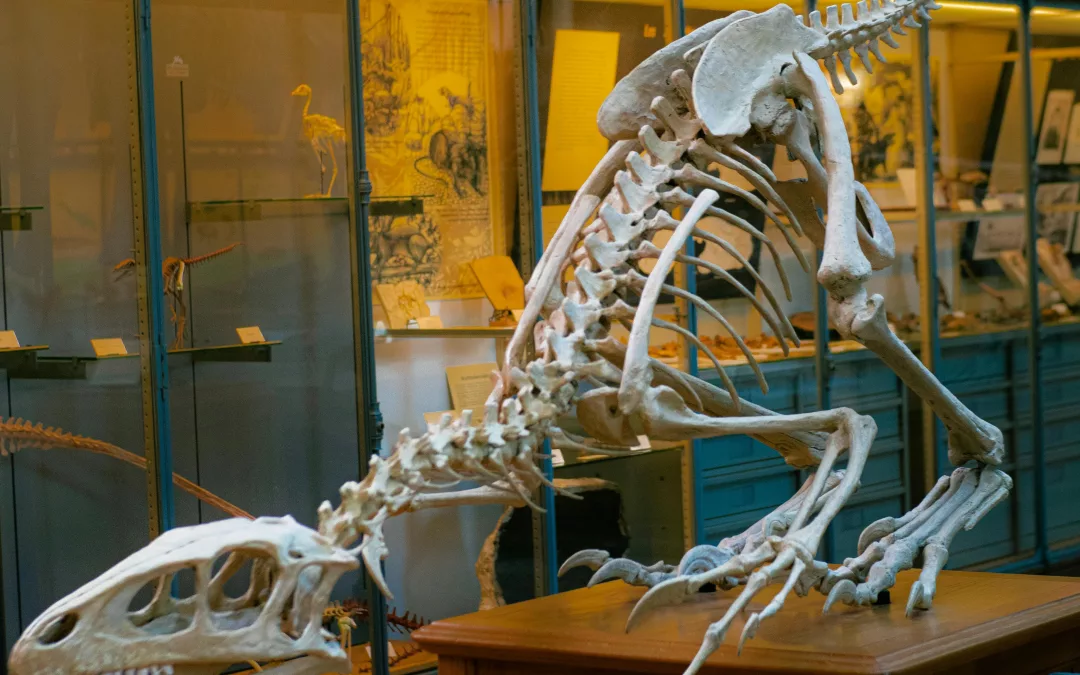 Squelette de dinosaure exposé au Muséum national d’Histoire naturelle Paris