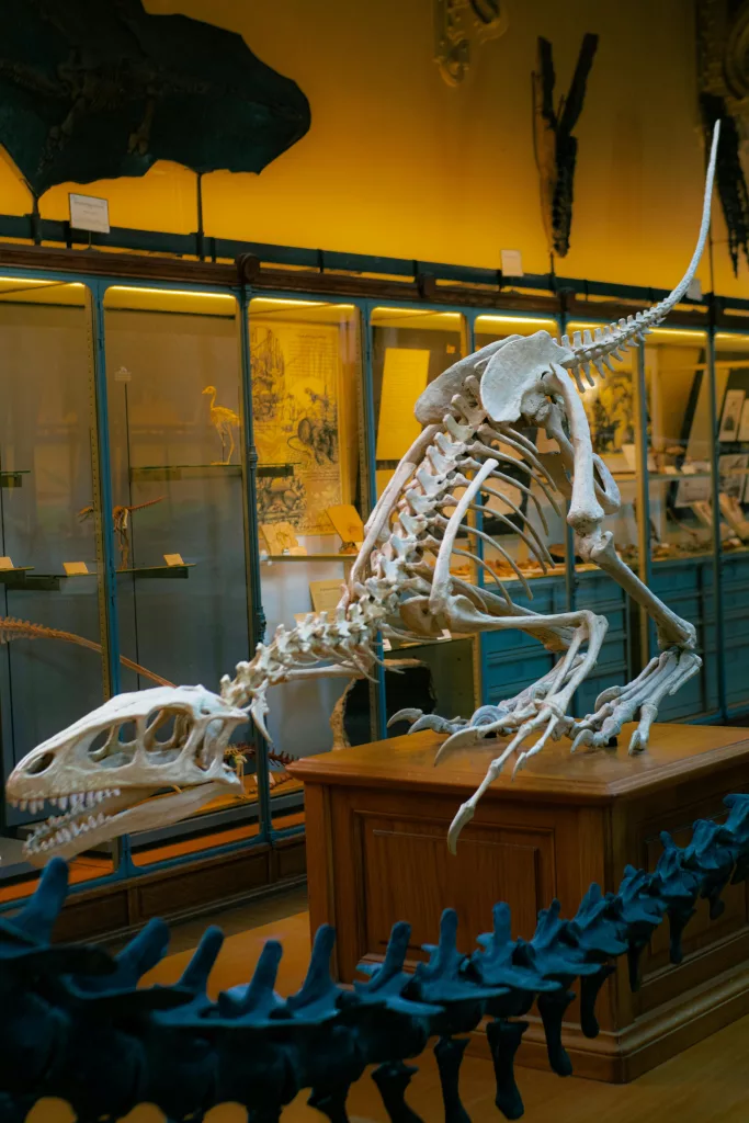 Squelette de dinosaure exposé au Muséum national d’Histoire naturelle Paris