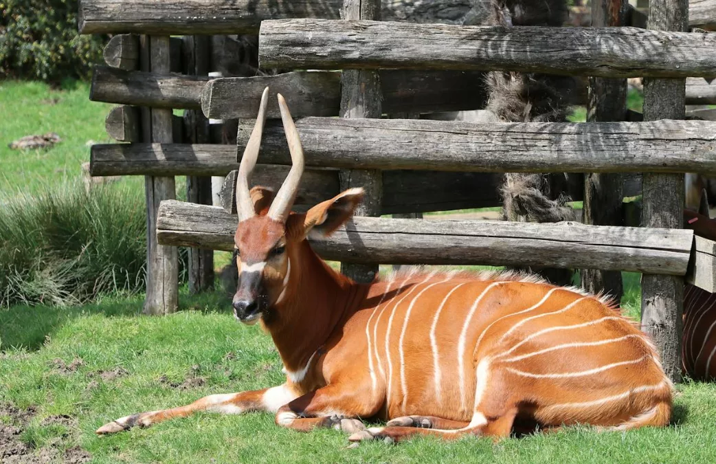 Zootopie 2 : retour tonitruant dans la métropole animale