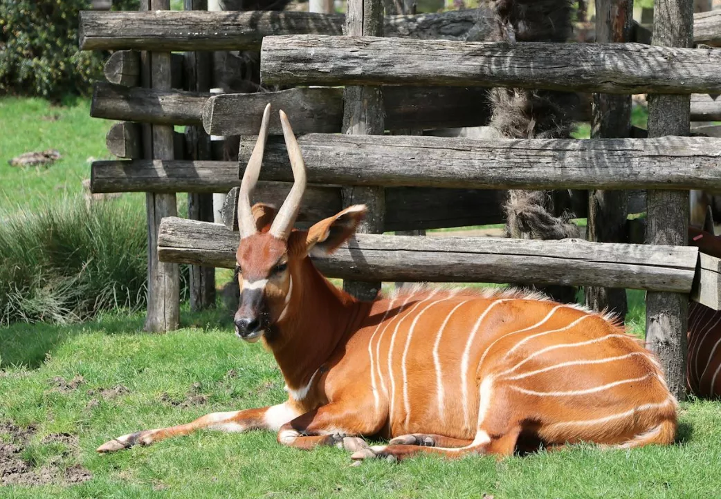 Antilope au repos dans un enclos naturel, rappelant l’esthétique animale réaliste de l’univers de Zootopie.
